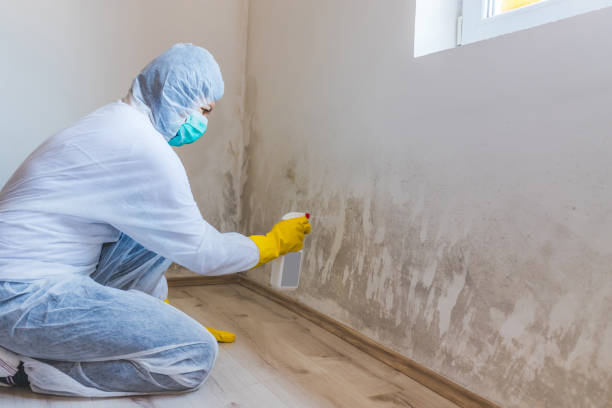 Mold Remediation specialist working in Fort Lupton